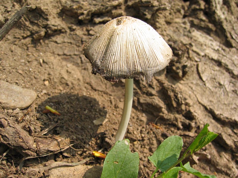 Suillus granulatus